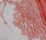 Mycena leptocephala image