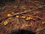Xeromphalina cauticinalis image