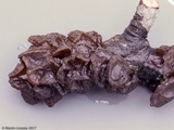 Exidia recisa image