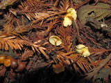 Xeromphalina cauticinalis image
