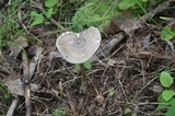 Amanita sect. Vaginatae image