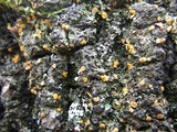 Dimerella lutea image