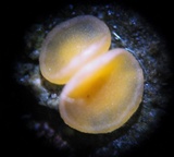 Dimerella lutea image