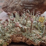Cladonia peziziformis image