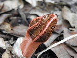Lysurus mokusin image