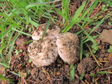 Agaricus subsubensis image