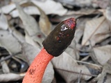 Phallus rubicundus image