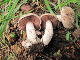 Agaricus subsubensis image