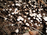 Gymnopus androsaceus image