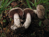 Agaricus subsubensis image