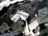 Coprinopsis variegata image