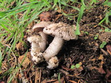 Agaricus subsubensis image