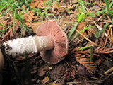 Agaricus subsubensis image