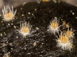 Lasiobolus ciliatus image