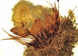 Lasiobolus ciliatus image