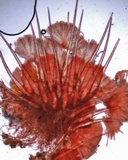 Lasiobolus ciliatus image