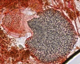 Thelebolus stercoreus image