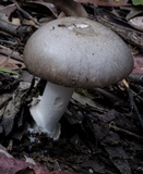 Amanita marmorata image