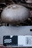 Amanita marmorata image
