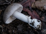 Amanita marmorata image
