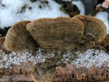 Cerrena unicolor image