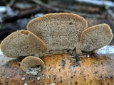 Cerrena unicolor image