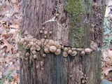 Mycena aprilis image
