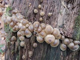 Mycena aprilis image