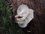 Mycena aprilis image