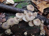 Mycena aprilis image