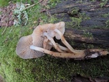 Mycena aprilis image