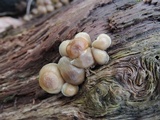 Mycena aprilis image