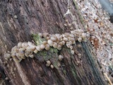 Mycena aprilis image