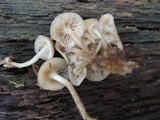 Mycena aprilis image