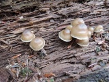 Mycena aprilis image