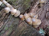 Mycena aprilis image