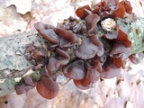 Exidia recisa image