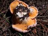 Cantharellus roseocanus image