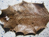 Trochila ilicina image