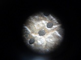 Trochila ilicina image