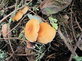 Clitocybe flaccida image