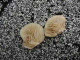 Crepidotus applanatus image