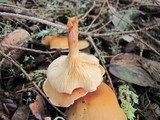 Clitocybe flaccida image