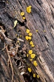 Dacrymyces capitatus image