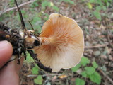 Clitocybe flaccida image