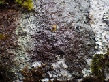Rinodina beccariana image