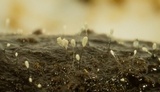 Cephalotrichum microsporum image