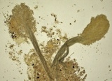 Cephalotrichum microsporum image