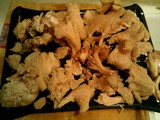Cantharellus subalbidus image