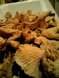 Cantharellus subalbidus image